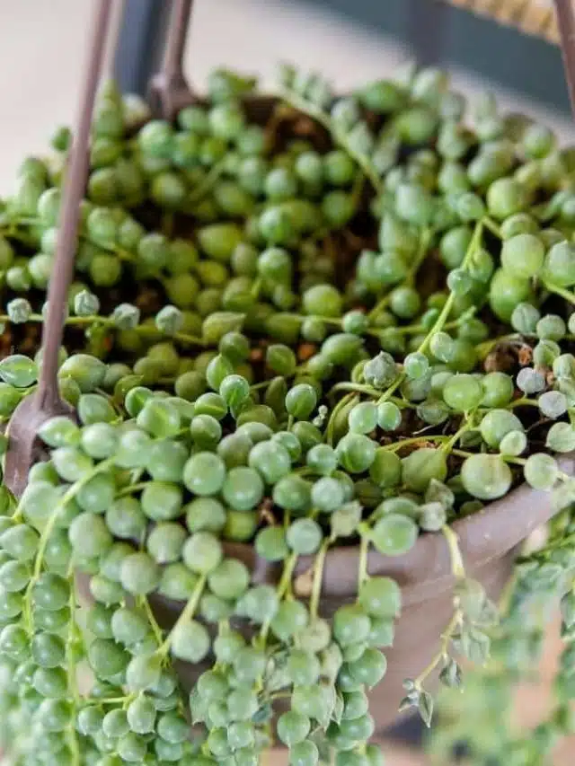 Repotting A String Of Pearls (Senecio rowleyanus)