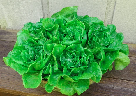 Garden babies butterhead lettuce.