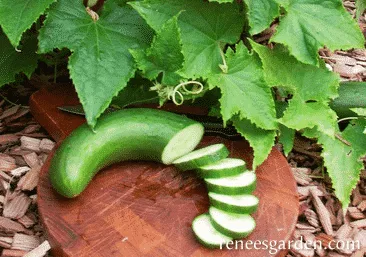 Sliced up cucumber.