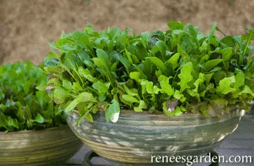 Baby mesclun lettuce in bowl.