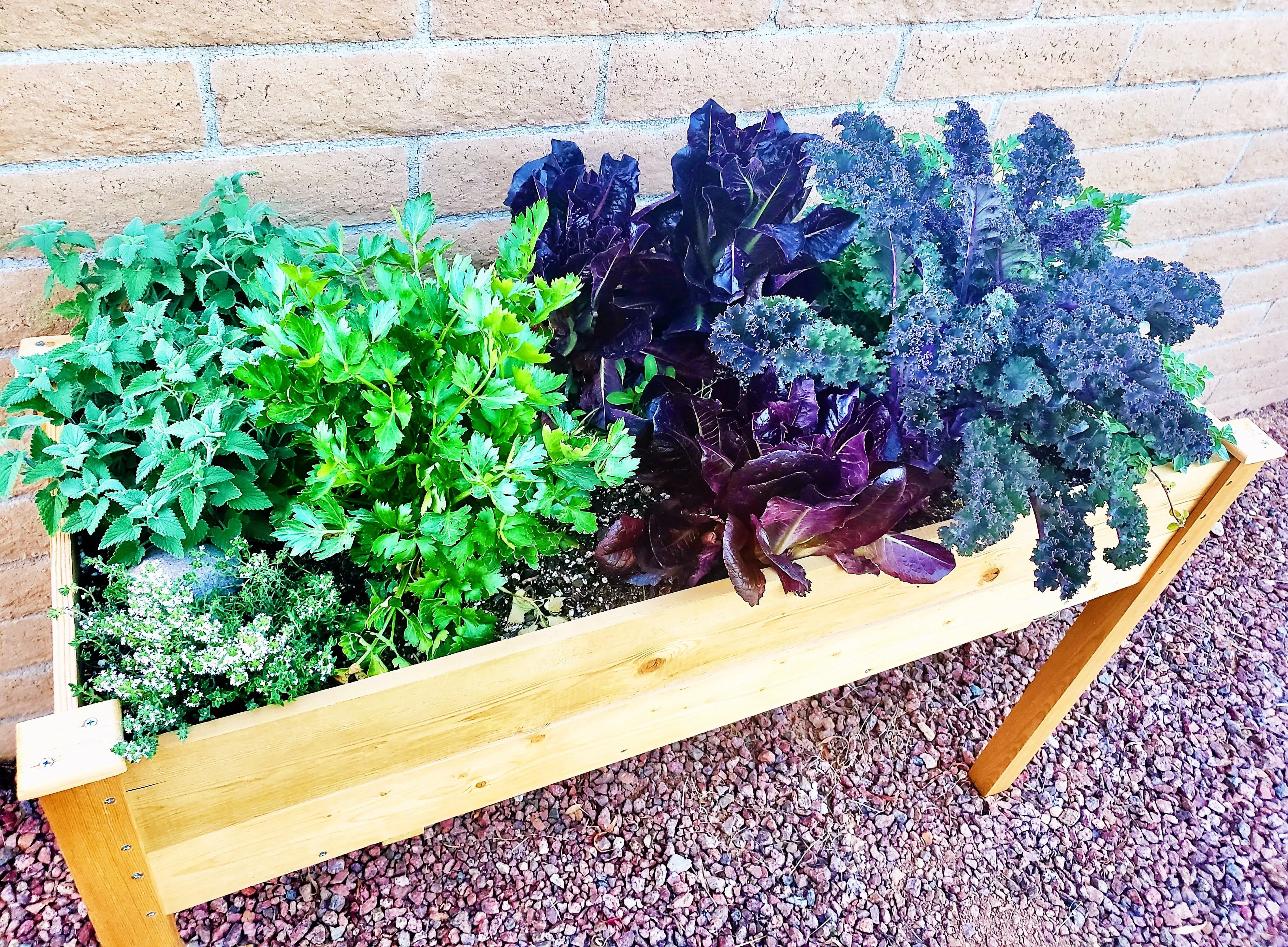 Raised garden bed with a variety of leafy plants.