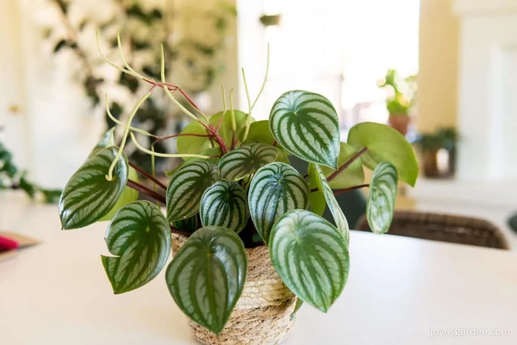 a beautiful watermelon peperomia peperomia argyreia with flowers in a tan basket