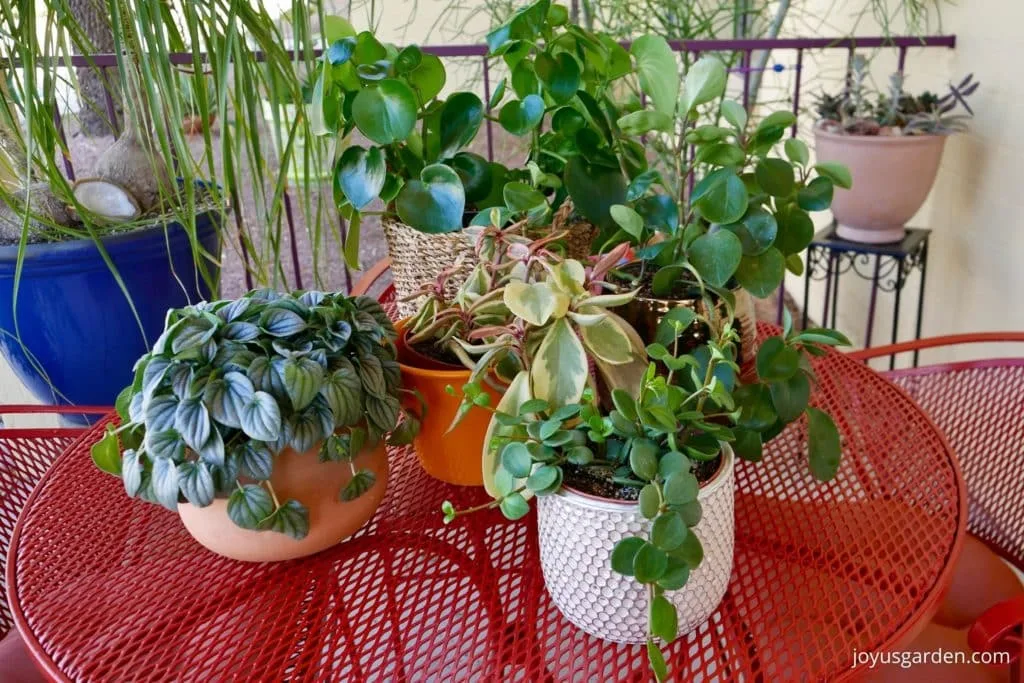 5 different types of peperomia plants sit on a dark orange/red patio table