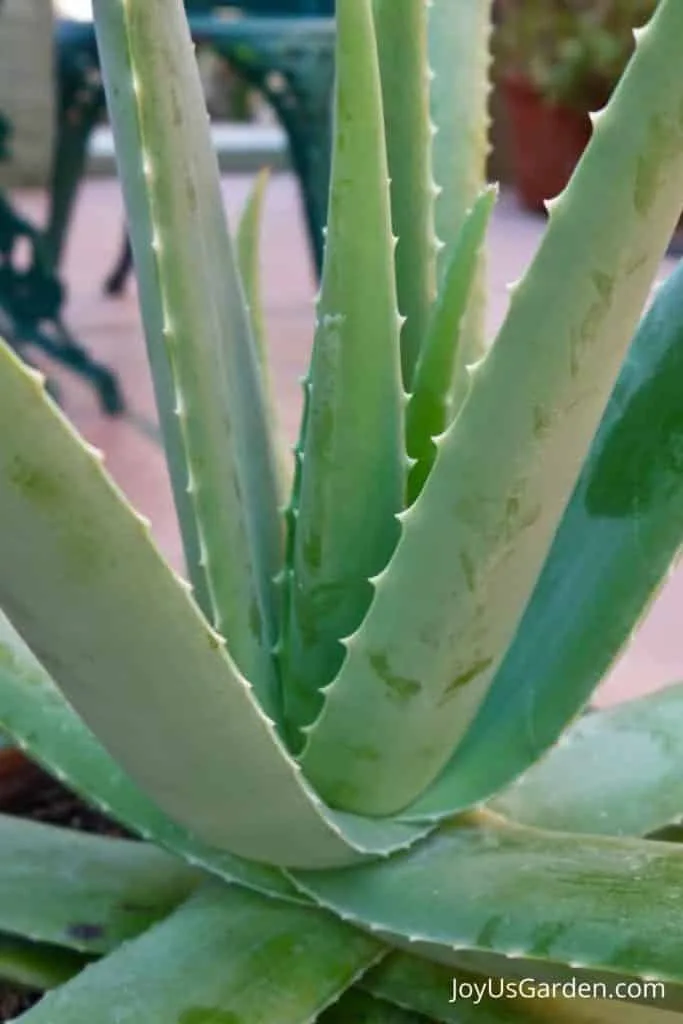 close up of aloe vera