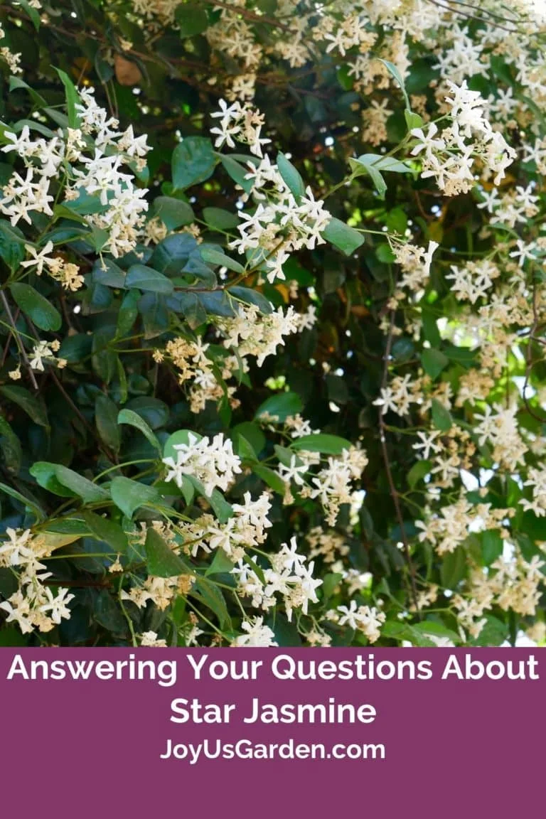 close up of a star jasmine plant in full bloom the text reads answering your questions about star jasmine joyusgarden.com