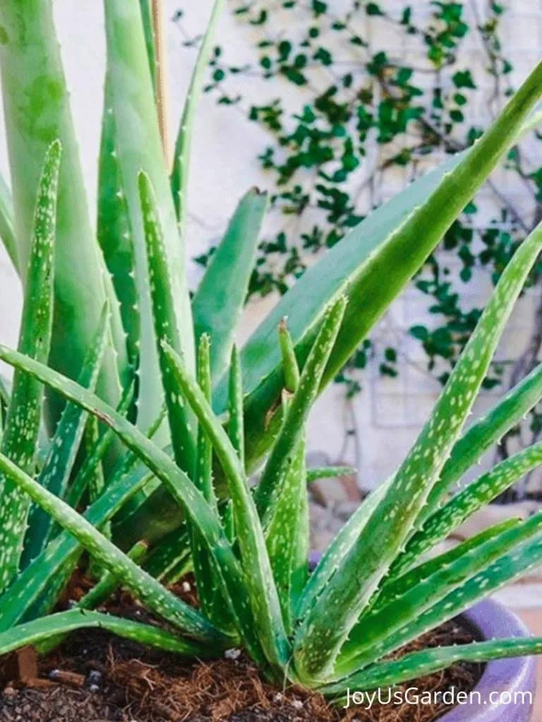 Propagating Aloe Vera: How To Remove Aloe Vera Pups