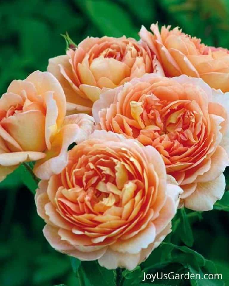 Feeding Roses & Fertilizing Roses:Answers To Your Questions