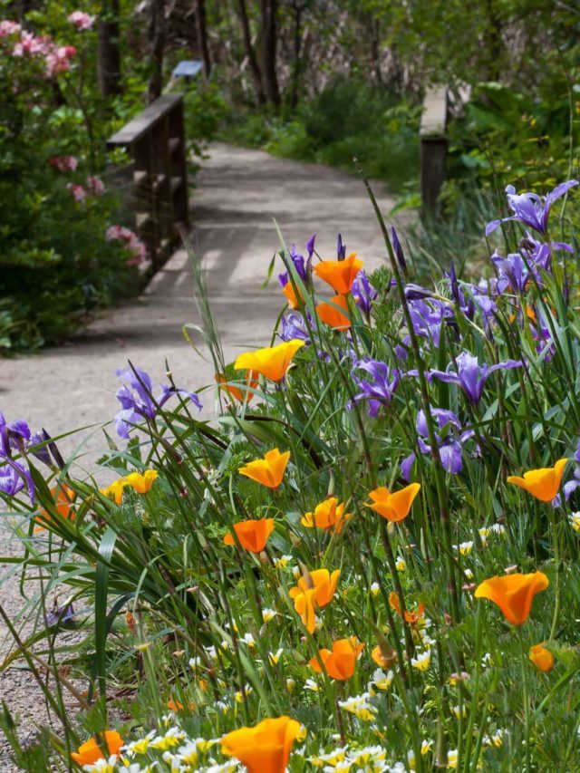 22 Delightful California Gardens