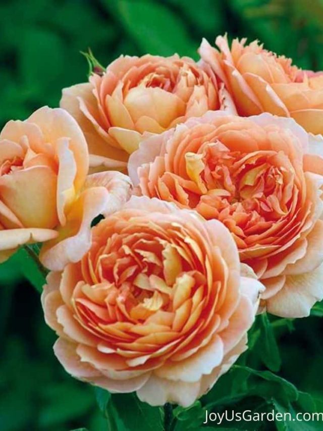 Feeding & Fertilizing Roses: Answers To Your Questions