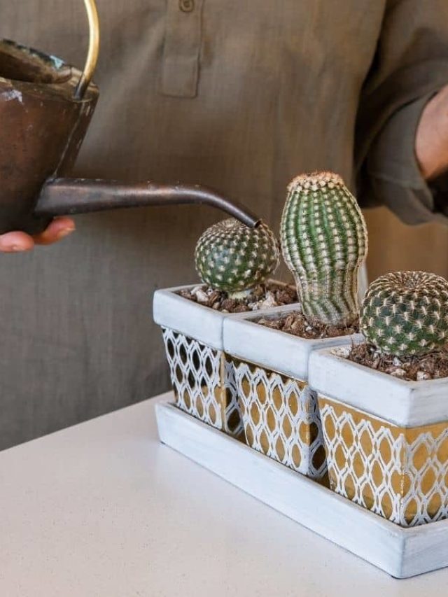 How To Take Care Of Cactus Indoors