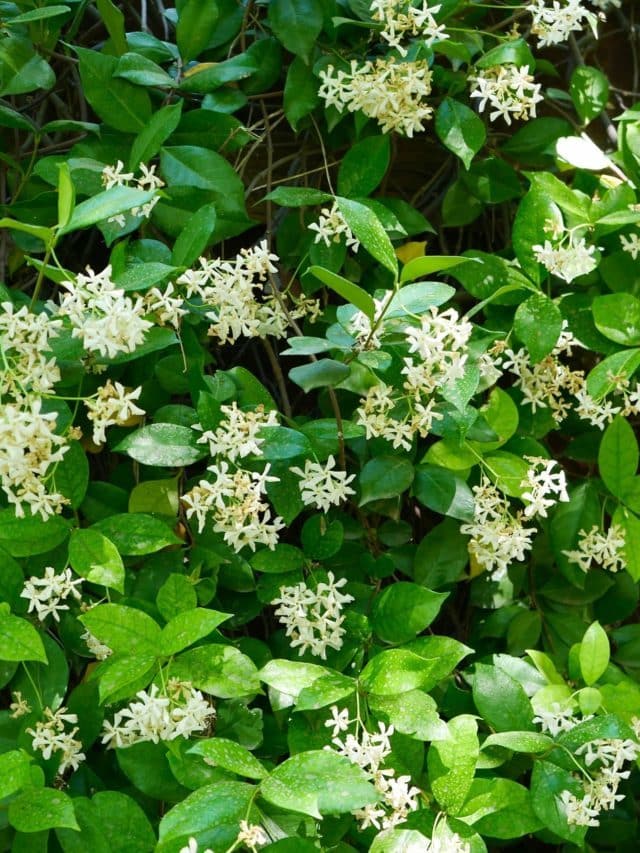 How To Grow Star Jasmine