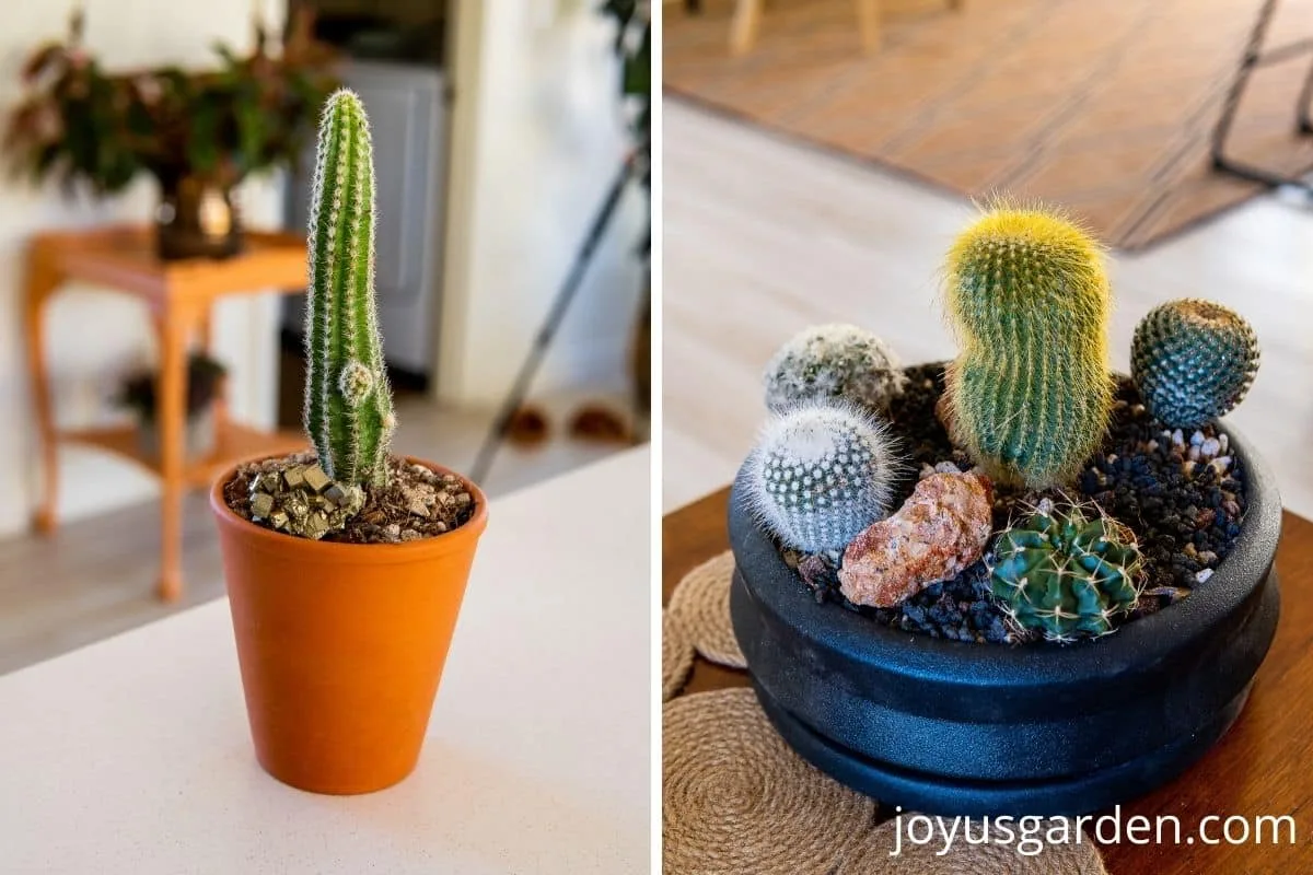 a side by side collage of 2 cacti pots 1 is a tall narrow terra cotta pot & the other a low black ceramic dish