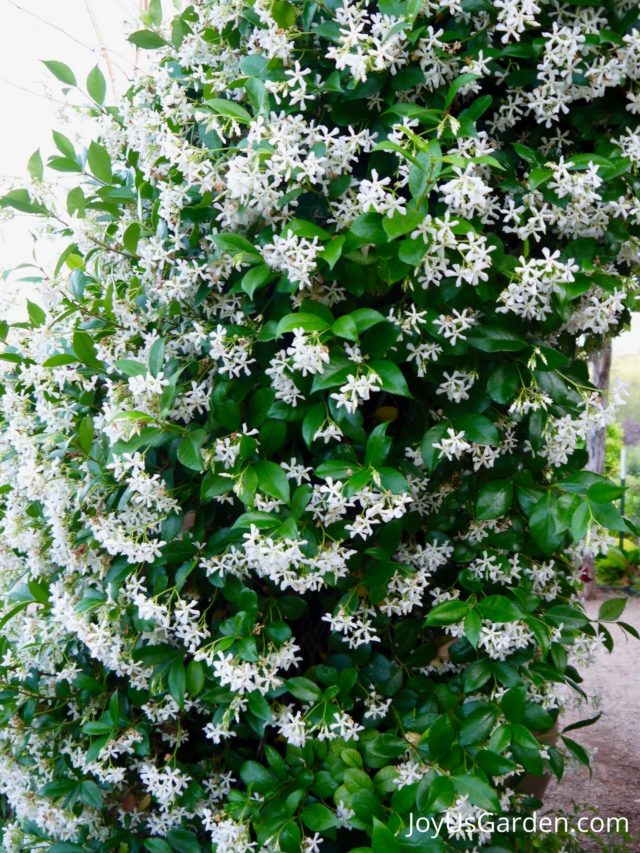 Questions About Star Jasmine With Answers