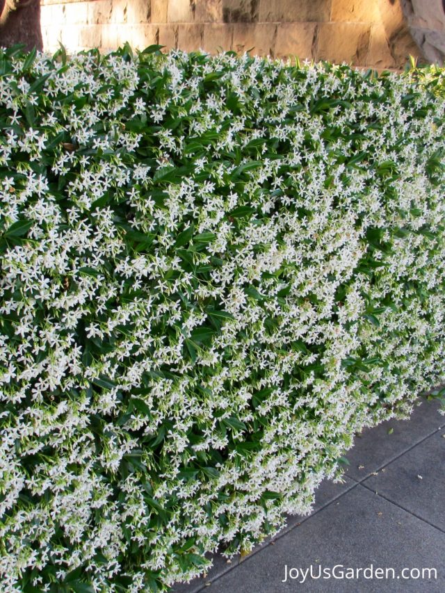 Questions About Star Jasmine With Answers