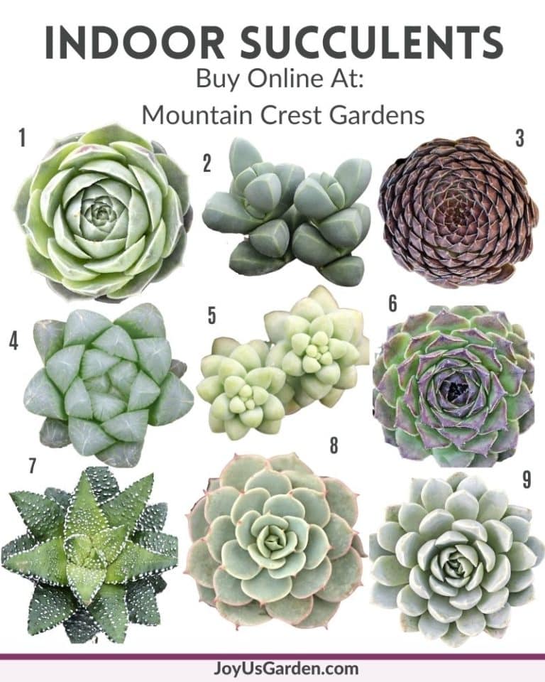 Succulents In Pots Without Drain Holes: Planting & Care Tips