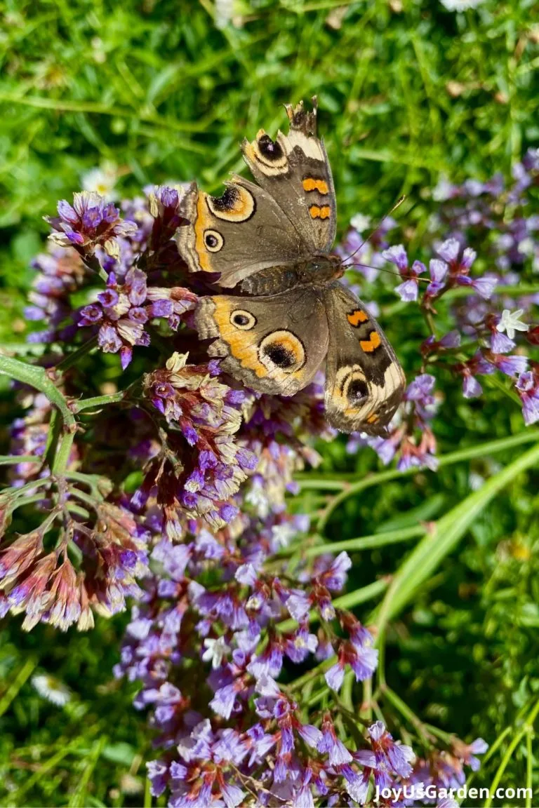 Create a Pollinator Garden with These Easy Steps