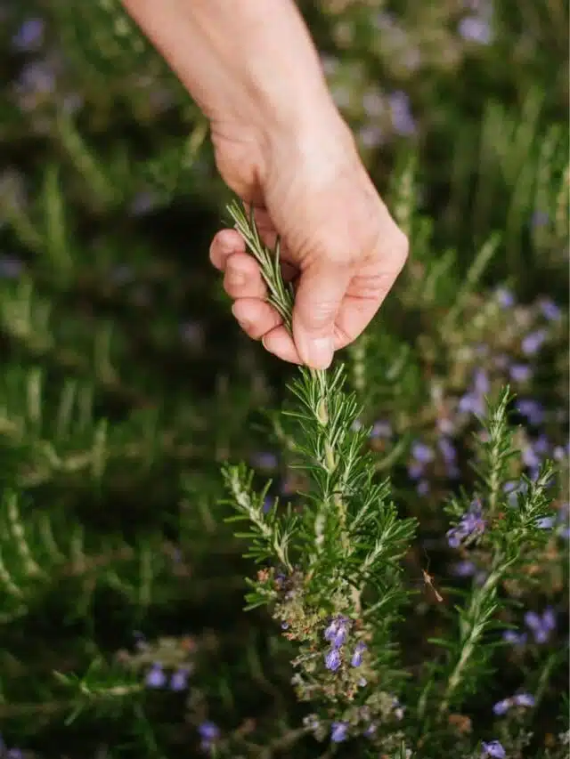 Rosemary Companion Plants: Flowers & Herbs