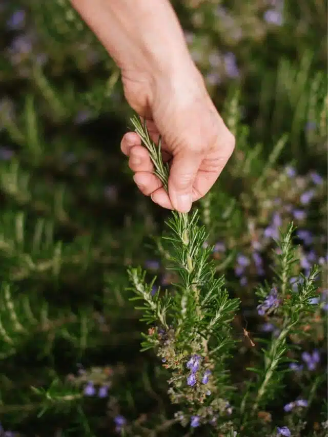 cropped-Rosemary-care-3.jpg