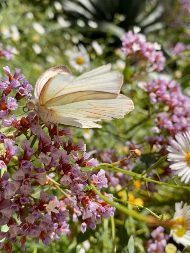 29 Beautiful Plants That Attract Butterflies