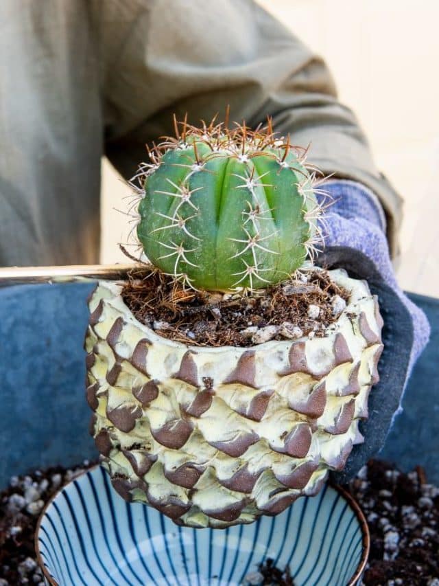 A Guide To Planting Cactus In Pots