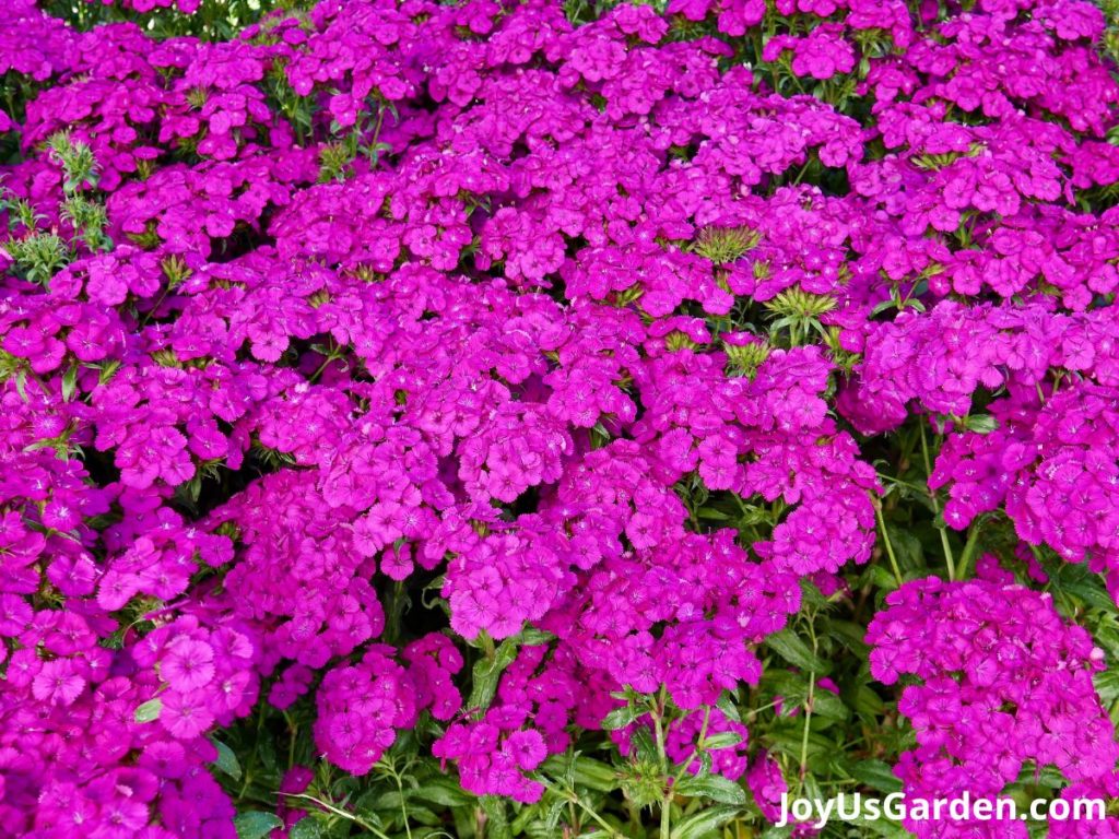 29 Beautiful Plants that Attract Butterflies to Your Garden