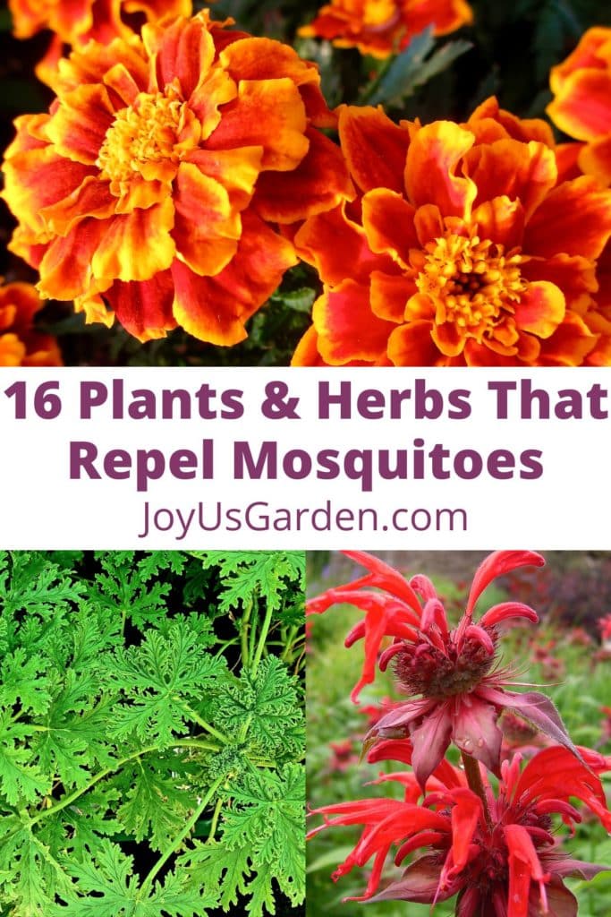 16 Plants & Herbs That Repel Mosquitoes (2023)