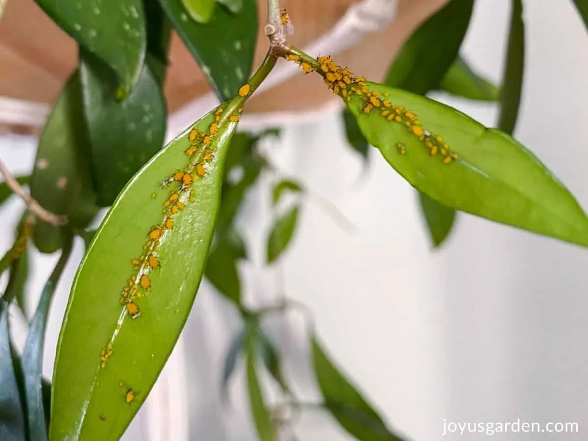 up close of orange aphids on hoya plant leaves, aphids are on underside of two leaves