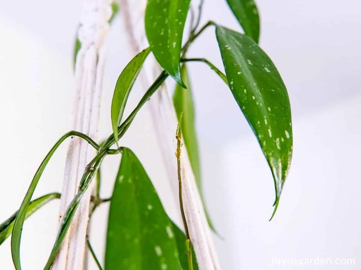 orange aphids on the end of the stem of hoya plant green leaves and macrame rope hanger in background