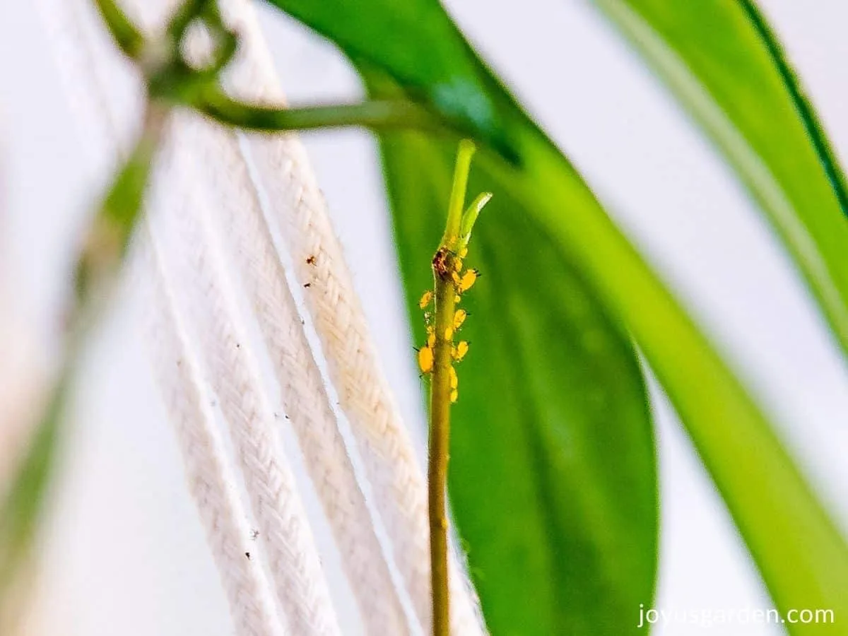 close up of orange aphids on stem of hoya plant green foliage and macrame rope hanger in background 