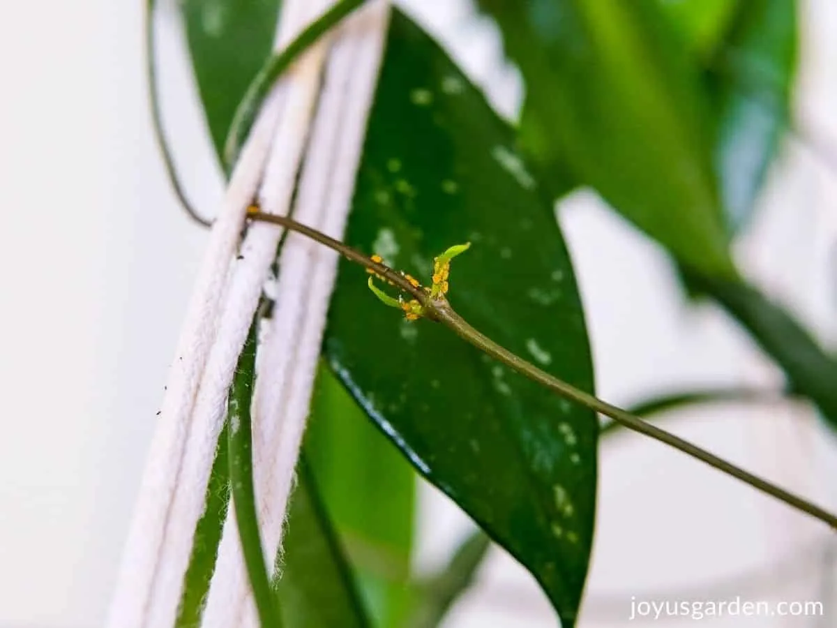 orange aphids on new growth of hoya plant green foliage and macrame rope hanger shown