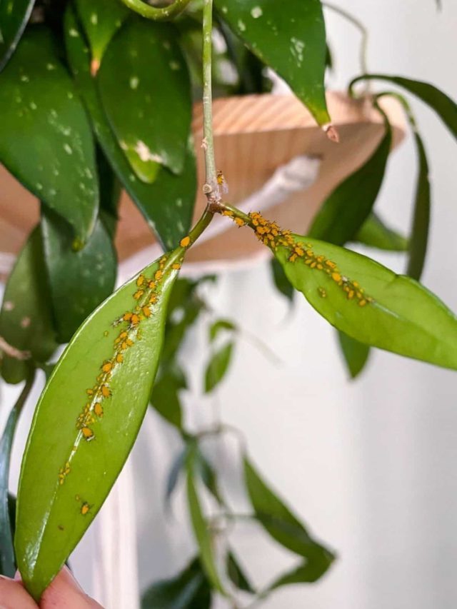 Getting Rid Of Aphids Naturally + How To Spray