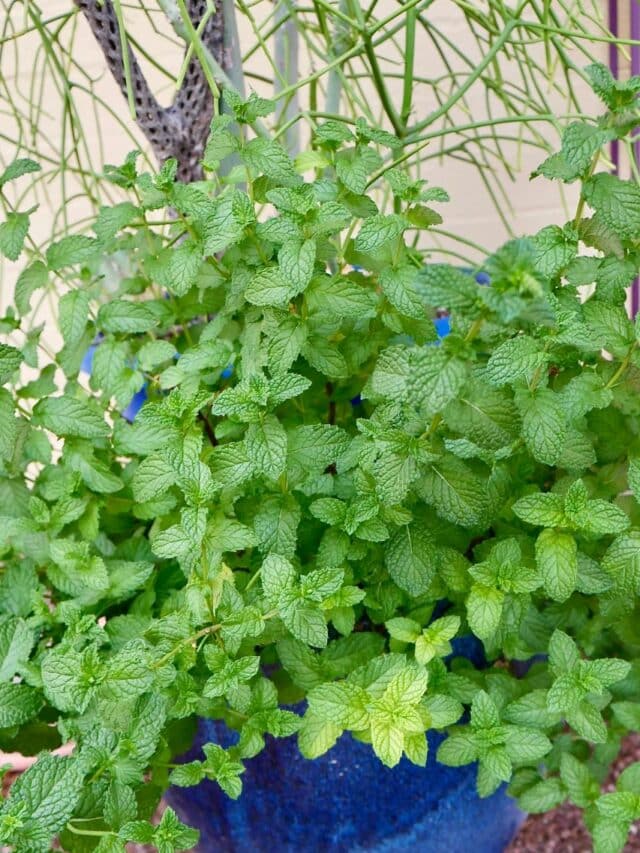 cropped-mint-1.jpg