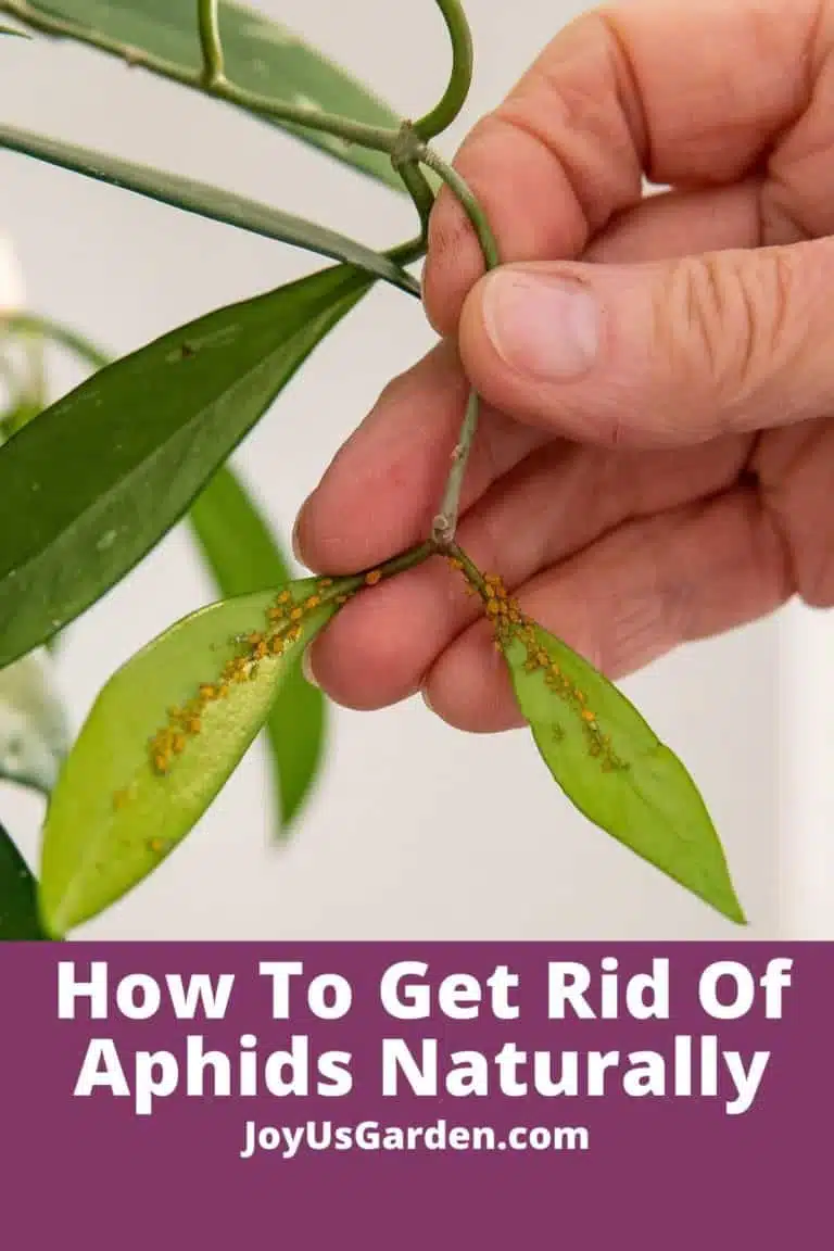 up close of leafy foliage with aphids hand holding leaves text reads how to get of aphids naturally joysugarden.com