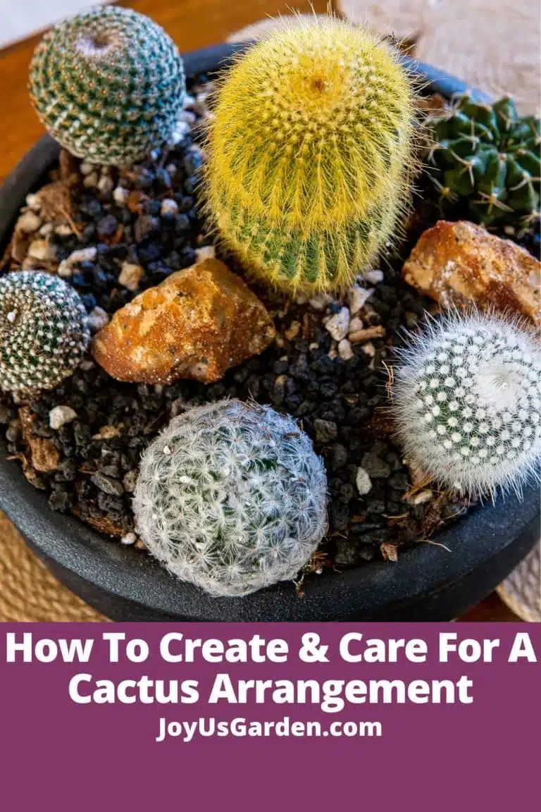 looking down on a cactus dish garden in a black ceramic pot the text reads how to create & care for a cactus arrangement joyusgarden.com