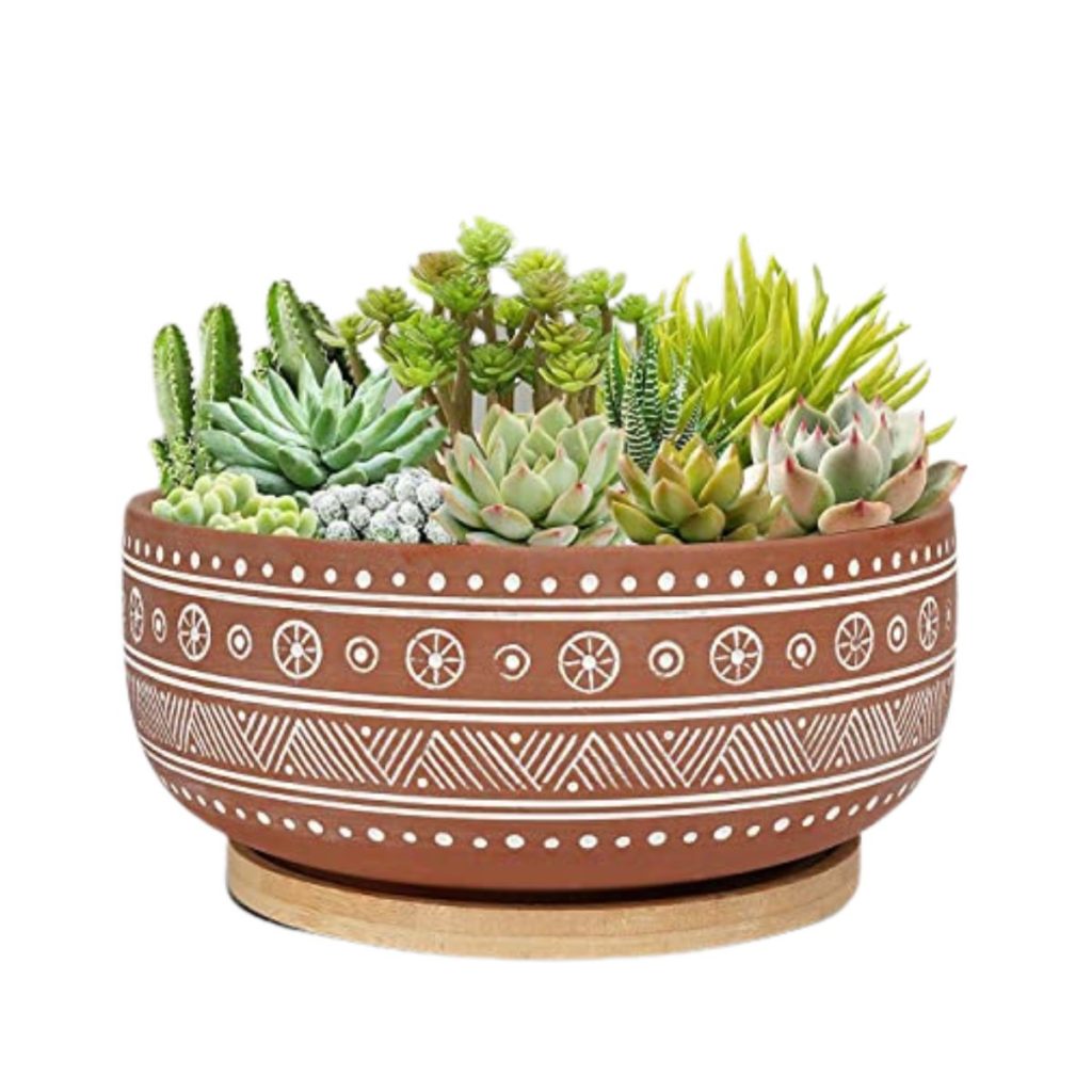 Cactus Bowls: Our Favorites For Your Cactus Garden