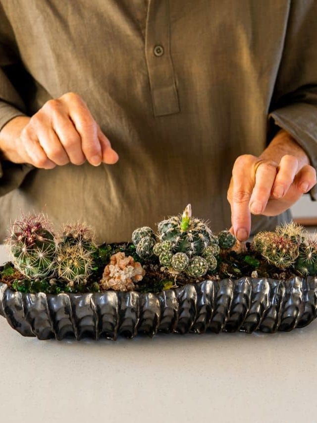 Cactus Dish Garden DIY + Cactus Garden Care Tips