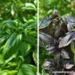 Herbs For Full Sun To Grow In Your Garden Or In Pots