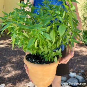 Herbs For Full Sun To Grow In Your Garden Or In Pots