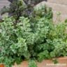 Herbs For Full Sun To Grow In Your Garden Or In Pots