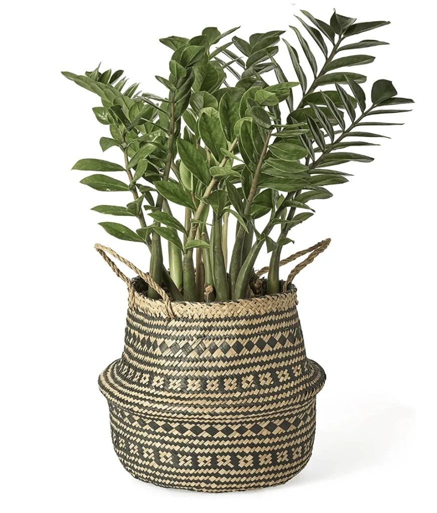 the artera woven seagrass basket with a large zz plant in it availalble to buy on amazon