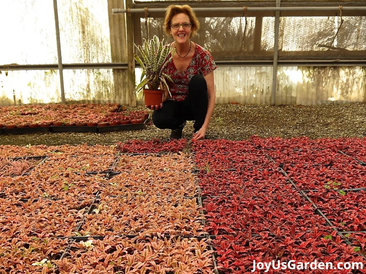 nell foster holds a bromeliad with many pink star plants & red star plants in the foreground