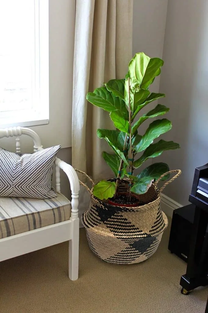 a tan & black natural craft seagrass belly basket with a fiddleleaf fig inside to buy on amazon