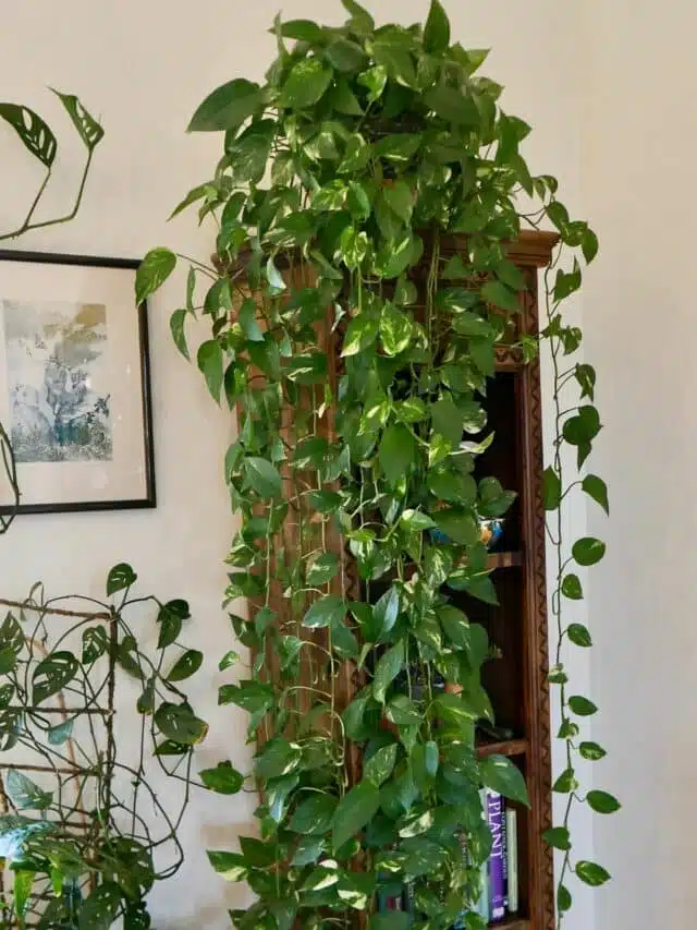 cropped-QA-pothos-6.jpg