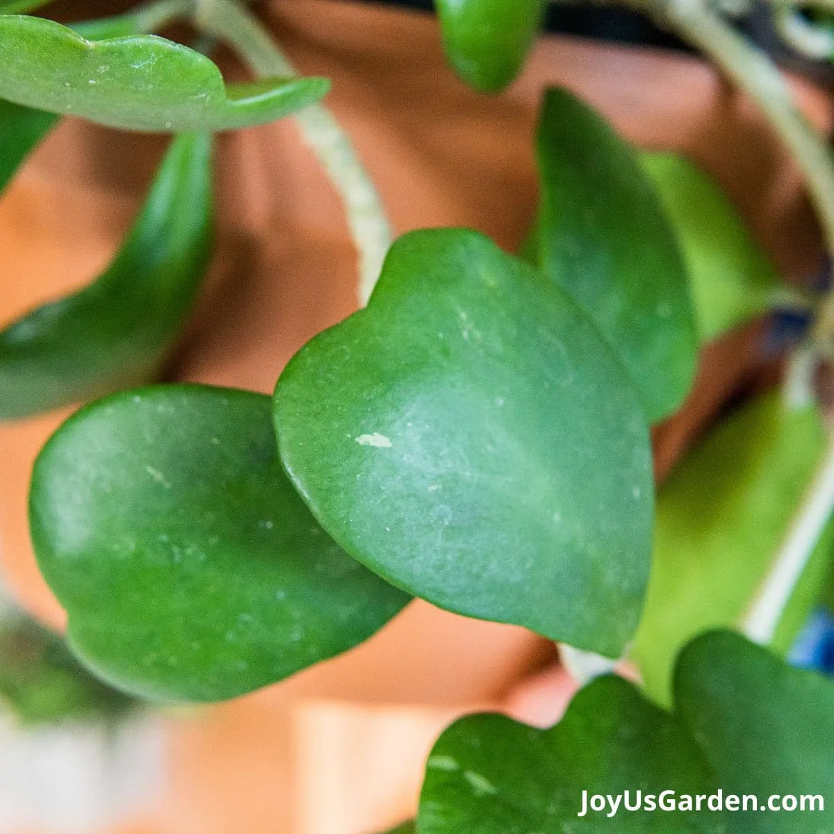 close up of the heart shaped leaf of hoya kerrii 