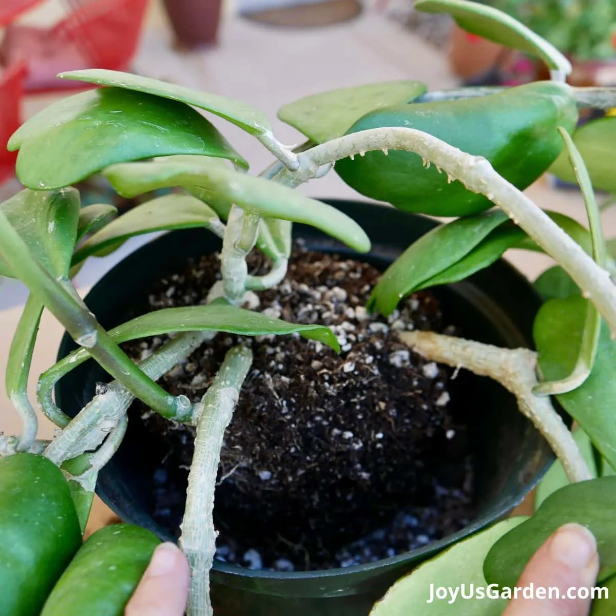 hoya kerrii being repotted in grow pot with the root ball being positioned to the back of pot