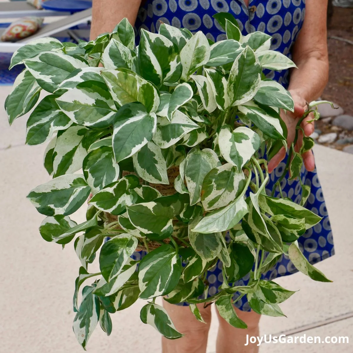 nell foster in blue dress outdoors holding a pothos n joy leaves are variegated on this plant