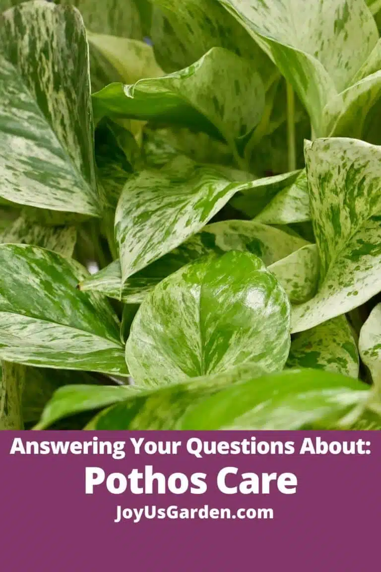 close up photo of pothos leaves text reads answering your questions about pothos joyusgarden.com