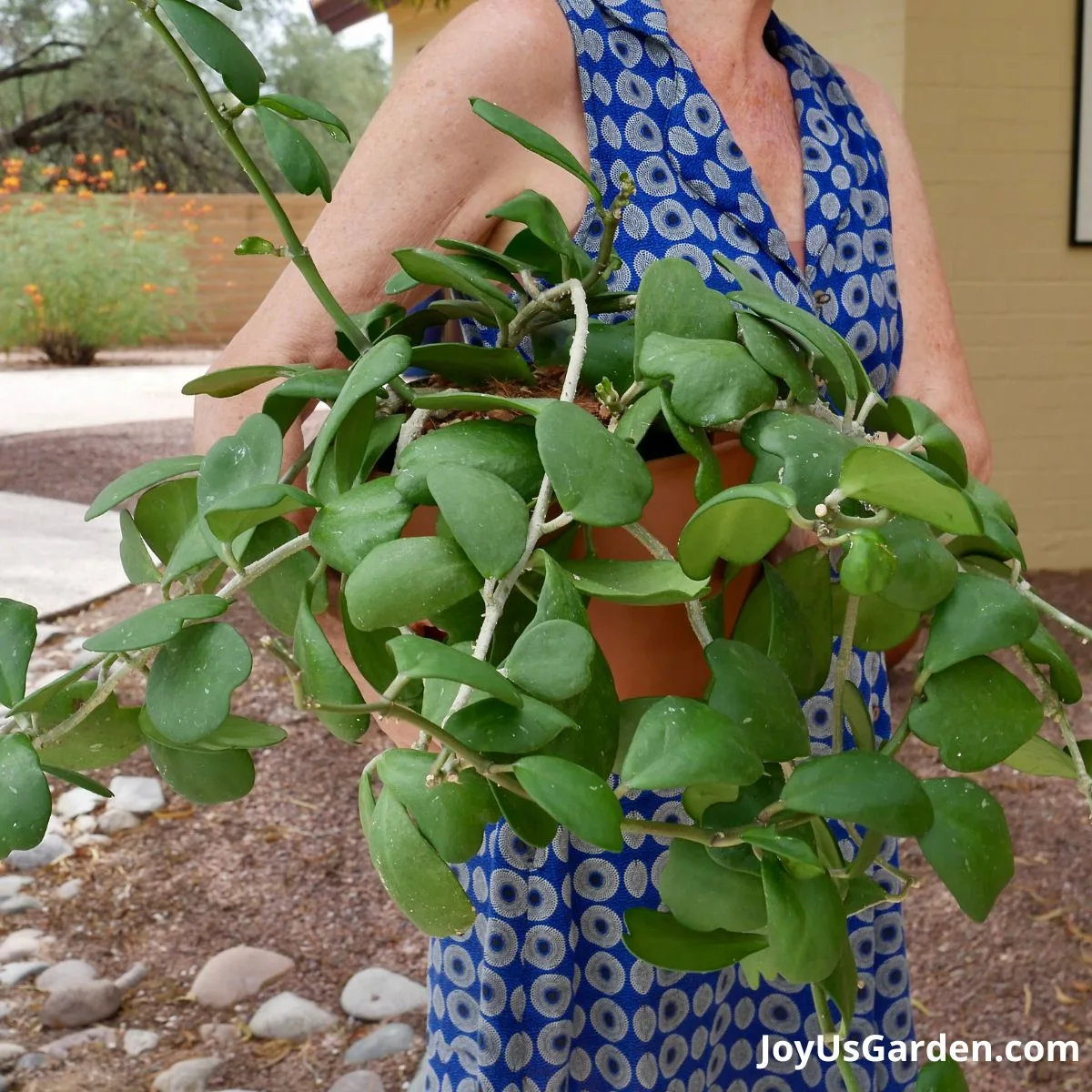 nell foster in blue dress outdoors holding hoya kerrii in clay pot