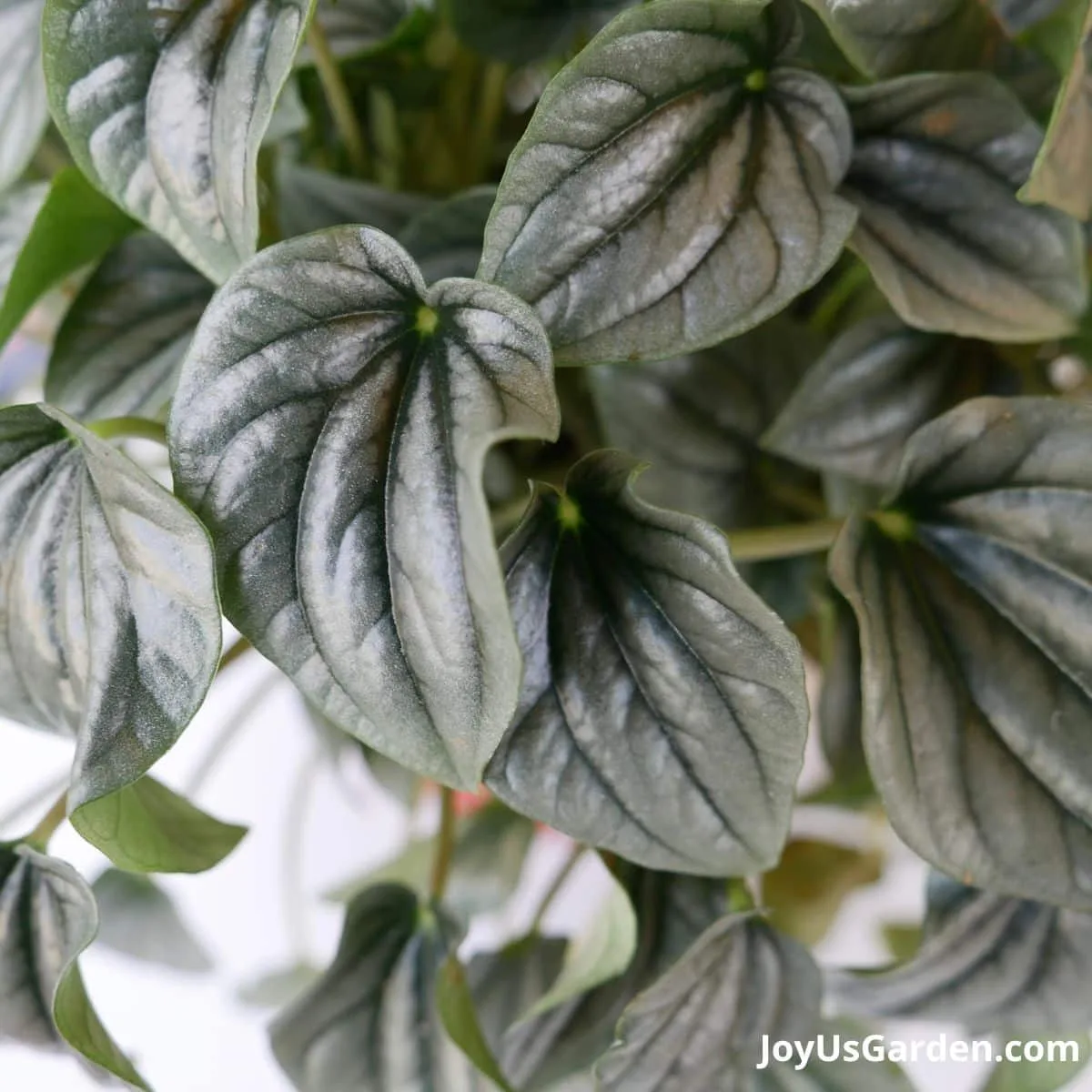 close up of silver ripple peperomia also known as peperomia caperata leaves 