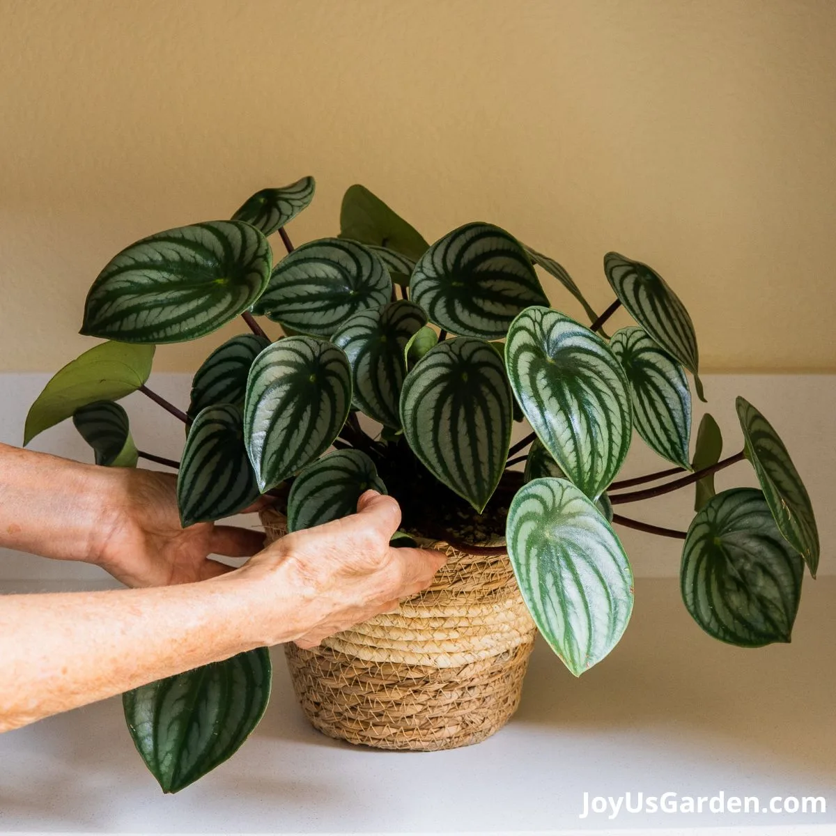 nell foster hands holding plant basket pot with a watermelon peperomia planted inside